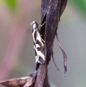 Epithymema incomposita at Mongarlowe, NSW - 17 Mar 2022