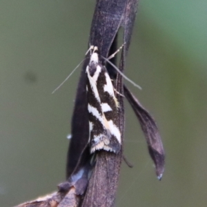 Epithymema incomposita at Mongarlowe, NSW - 17 Mar 2022