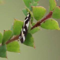 Epithymema incomposita at Mongarlowe, NSW - 17 Mar 2022