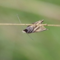 Epithymema incomposita at Mongarlowe, NSW - 17 Mar 2022