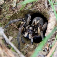 Tasmanicosa sp. (genus) (Unidentified Tasmanicosa wolf spider) at QPRC LGA - 17 Mar 2022 by LisaH