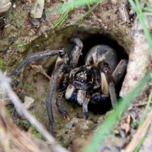 Tasmanicosa sp. (genus) at Mongarlowe, NSW - 17 Mar 2022