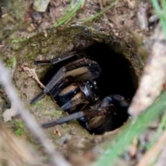 Tasmanicosa sp. (genus) at Mongarlowe, NSW - suppressed