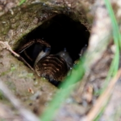 Tasmanicosa sp. (genus) at Mongarlowe, NSW - suppressed