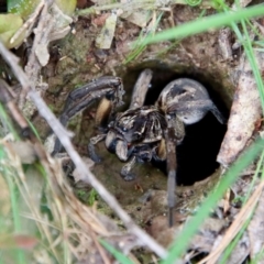 Tasmanicosa sp. (genus) at Mongarlowe, NSW - suppressed