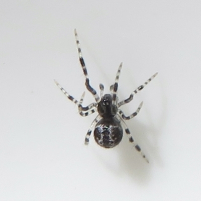 Theridiidae (family) (Comb-footed spider) at Fyshwick, ACT - 17 Mar 2022 by RobParnell