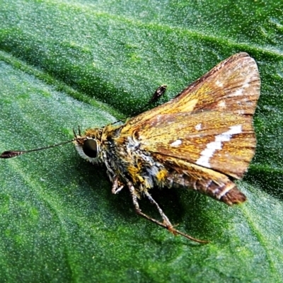 Taractrocera papyria (White-banded Grass-dart) at Crooked Corner, NSW - 15 Mar 2022 by Milly