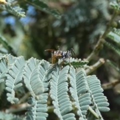 Myrmecia sp., pilosula-group (Jack jumper) at Jindabyne, NSW - 13 Mar 2022 by Amata