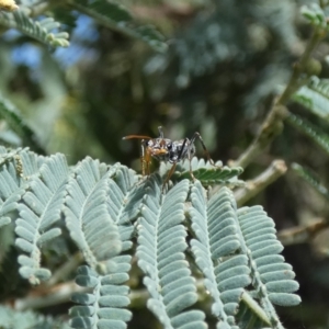 Myrmecia sp., pilosula-group at Jindabyne, NSW - suppressed