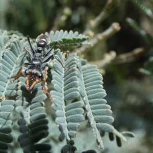 Myrmecia sp., pilosula-group at Jindabyne, NSW - suppressed