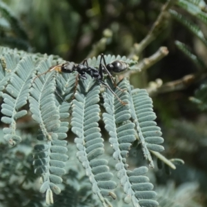 Myrmecia sp., pilosula-group at Jindabyne, NSW - suppressed