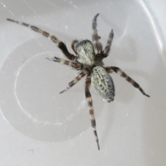 Badumna sp. (genus) (Lattice-web spider) at Narrabundah, ACT - 15 Mar 2022 by RobParnell
