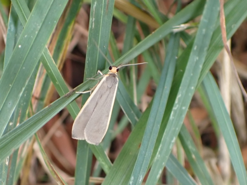 Palaeosia undescribed species at Murrumbateman, NSW - 17 Mar 2022