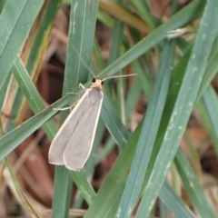 Palaeosia (genus) at Murrumbateman, NSW - 17 Mar 2022 by SimoneC