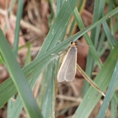 Palaeosia undescribed species at Murrumbateman, NSW - 17 Mar 2022