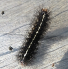 Ardices (genus) (Tiger moth (formerly Spilosoma)) at Narrabundah, ACT - 14 Mar 2022 by RobParnell