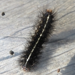Spilosoma (genus) Immature (Tiger moth caterpillar) at Narrabundah, ACT - 14 Mar 2022 by RobParnell