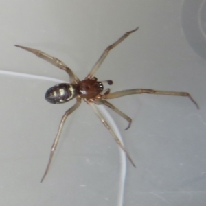 Steatoda grossa at Narrabundah, ACT - 13 Mar 2022