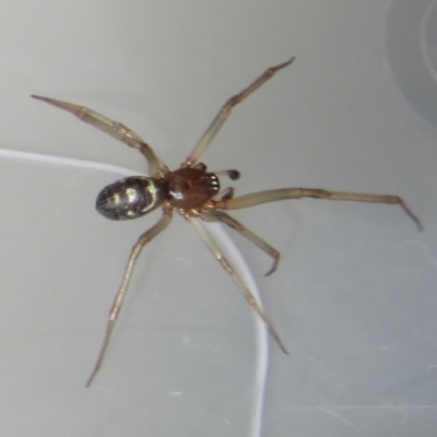 Steatoda grossa (Cupboard or Brown house spider) at Narrabundah, ACT - 13 Mar 2022 by RobParnell