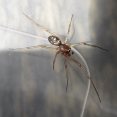 Steatoda grossa at Narrabundah, ACT - 13 Mar 2022 12:15 PM