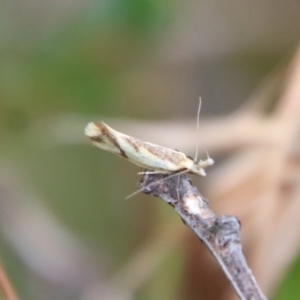 Thema chlorochyta at Mongarlowe, NSW - 17 Mar 2022