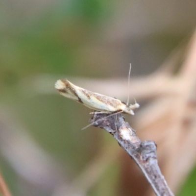 Thema chlorochyta (A Concealer moth) at Mongarlowe River - 17 Mar 2022 by LisaH