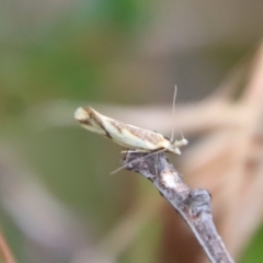 Thema chlorochyta (A Concealer moth) at Mongarlowe River - 17 Mar 2022 by LisaH