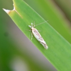 Thema chlorochyta at Mongarlowe, NSW - 17 Mar 2022