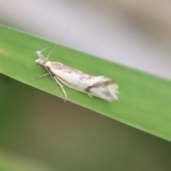 Thema chlorochyta at Mongarlowe, NSW - 17 Mar 2022