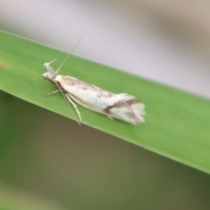 Thema chlorochyta at Mongarlowe, NSW - 17 Mar 2022