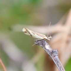 Thema chlorochyta at Mongarlowe, NSW - 17 Mar 2022