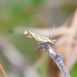 Thema chlorochyta at Mongarlowe, NSW - 17 Mar 2022