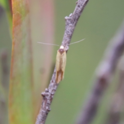 Phauloplana illuta (A concealer moth) at QPRC LGA - 17 Mar 2022 by LisaH