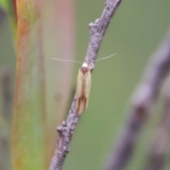 Phauloplana illuta (A concealer moth) at Mongarlowe River - 17 Mar 2022 by LisaH
