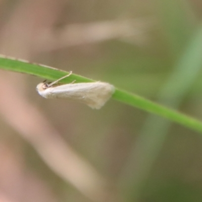 Unidentified Curved-horn moth (all Gelechioidea except Oecophoridae) at Mongarlowe, NSW - 17 Mar 2022 by LisaH