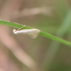 Unidentified Curved-horn moth (all Gelechioidea except Oecophoridae) (TBC) at Mongarlowe, NSW - 17 Mar 2022 by LisaH