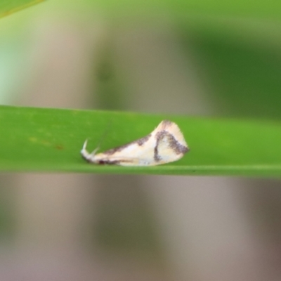 Thema chlorochyta (A Concealer moth) at Mongarlowe River - 17 Mar 2022 by LisaH