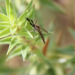 Culicidae (family) (A mosquito) at QPRC LGA - 17 Mar 2022 by LisaH