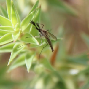 Culicidae (family) at Mongarlowe, NSW - suppressed