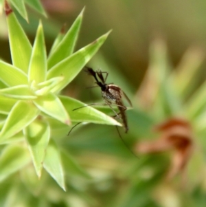 Culicidae (family) at Mongarlowe, NSW - suppressed