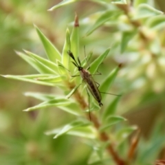 Culicidae (family) at Mongarlowe, NSW - suppressed