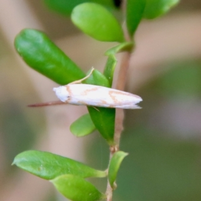 Oxythecta acceptella (Scat Moth) at Mongarlowe, NSW - 17 Mar 2022 by LisaH