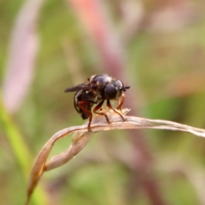 Syrphidae (family) at Mongarlowe, NSW - suppressed