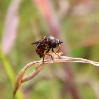 Syrphidae (family) (Unidentified Hover fly) at Mongarlowe River - 17 Mar 2022 by LisaH