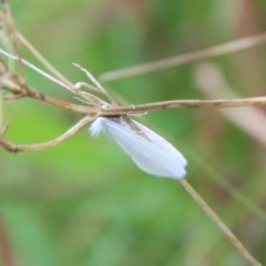 Tipanaea patulella (A Crambid moth) at Mongarlowe River - 17 Mar 2022 by LisaH