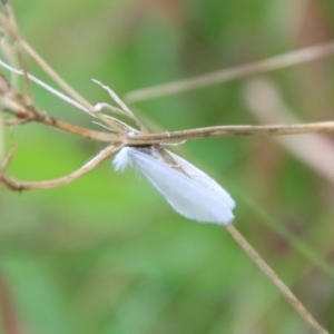 Tipanaea patulella at Mongarlowe, NSW - suppressed