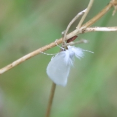 Tipanaea patulella at Mongarlowe, NSW - suppressed