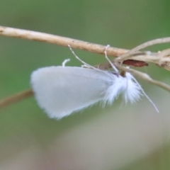 Tipanaea patulella at Mongarlowe, NSW - suppressed