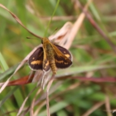 Taractrocera papyria (White-banded Grass-dart) at Mongarlowe, NSW - 17 Mar 2022 by LisaH