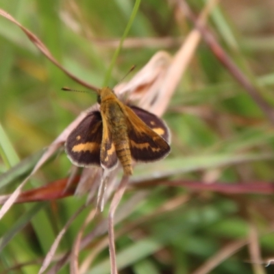 Taractrocera papyria (White-banded Grass-dart) at QPRC LGA - 17 Mar 2022 by LisaH